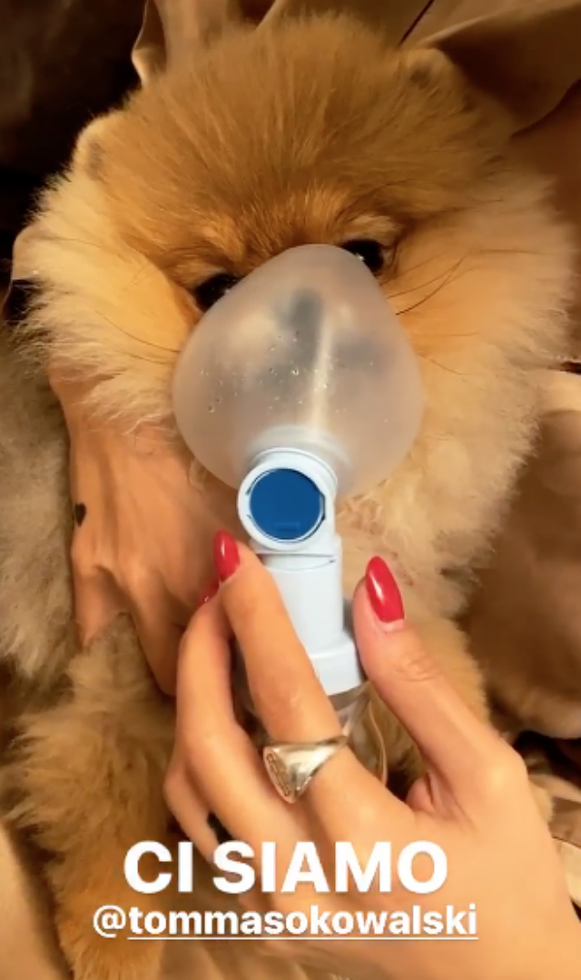 L'ultima 'follia' di Giulia De Lellis: l'influencer fa l’aerosol al suo cane