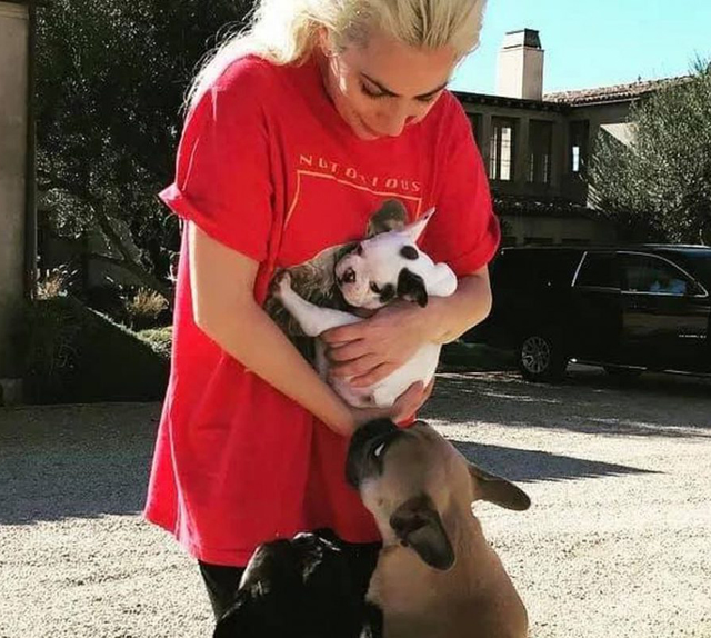 Lady Gaga, rapiti i suoi cani mentre lei è a Roma: spari al dog sitter