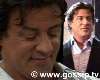 Stallone di razza