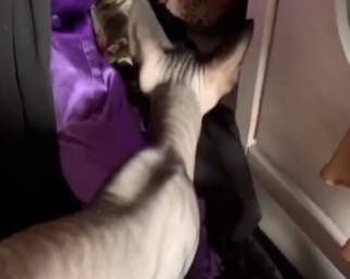 La gatta di Ilary Blasi adora il lusso e porta i suoi cuccioli a dormire nella...