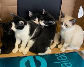 Ilary Blasi, i gattini compiono due mesi